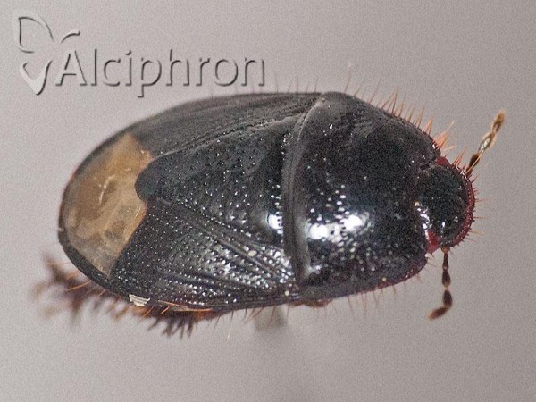 Microporus nigrita