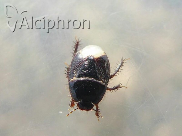 Microporus nigrita