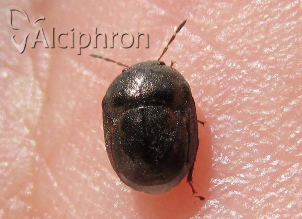 Thyreocoris fulvipennis
