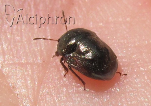 Thyreocoris fulvipennis