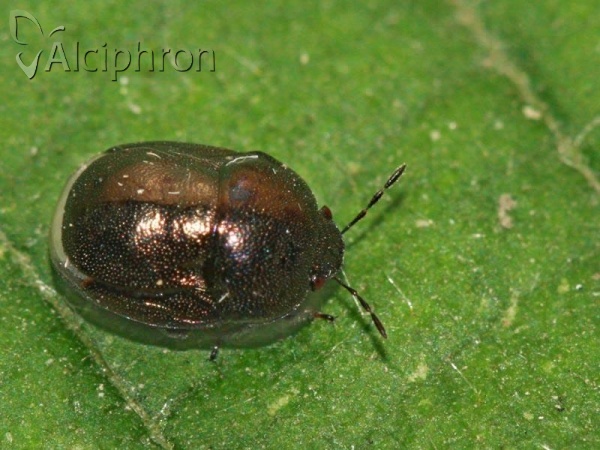Thyreocoris scarabaeoides