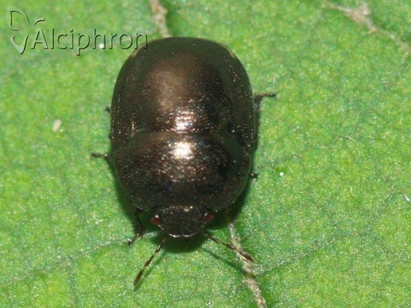 Thyreocoris scarabaeoides