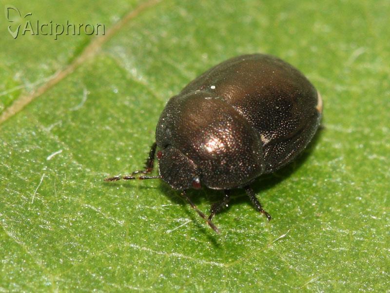 Thyreocoris scarabaeoides
