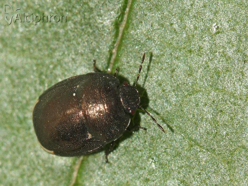 Thyreocoris scarabaeoides