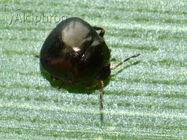 Coptosoma scutellatum