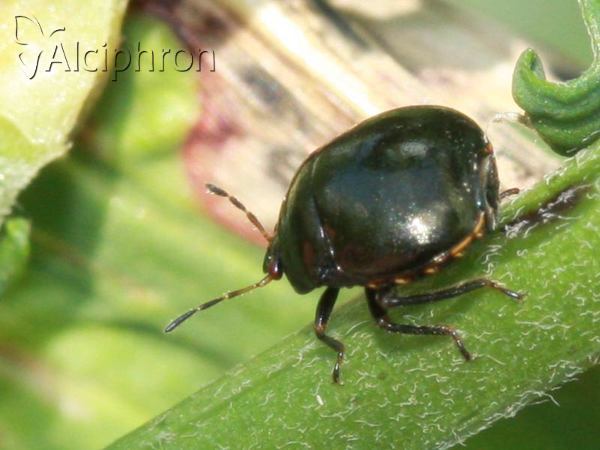 Coptosoma scutellatum