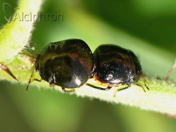 Coptosoma scutellatum
