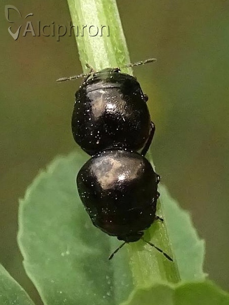 Coptosoma scutellatum