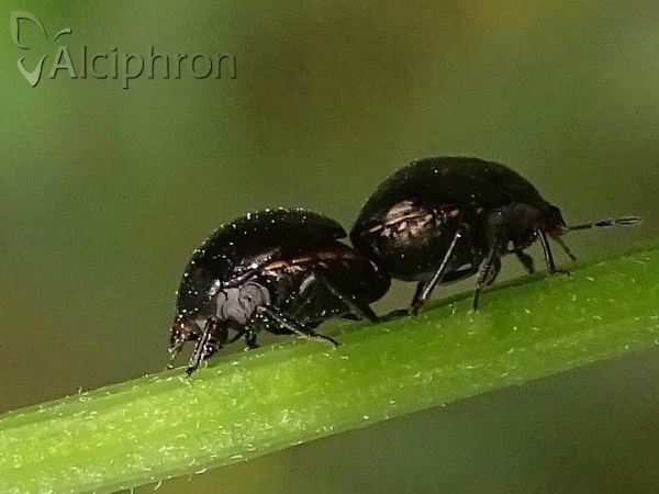 Coptosoma scutellatum