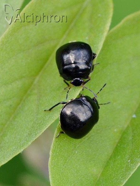 Coptosoma scutellatum