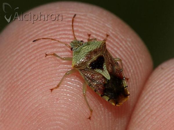 Elasmucha grisea