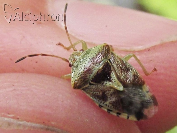 Elasmucha grisea
