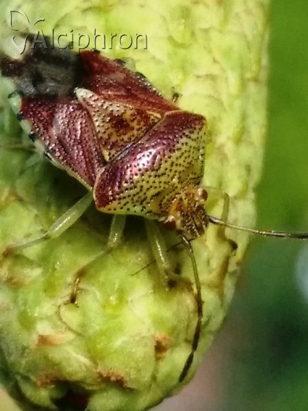 Elasmucha grisea