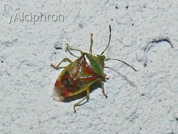 Elasmostethus interstinctus