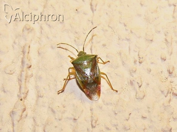 Elasmostethus interstinctus