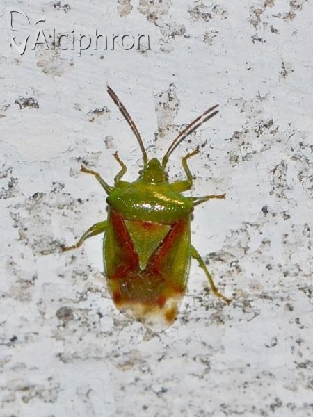 Elasmostethus interstinctus
