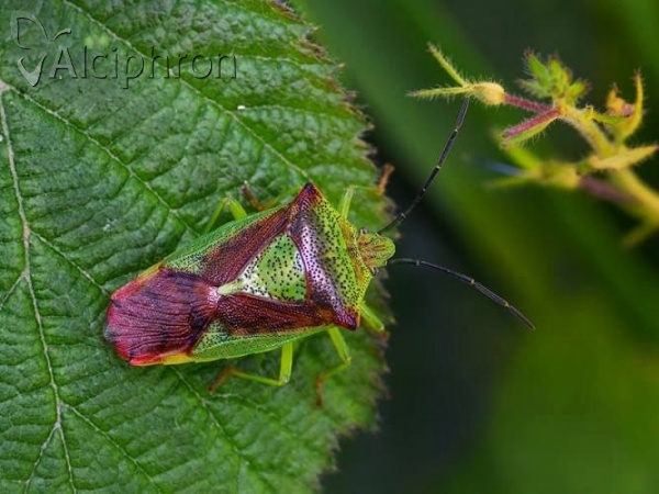 Acanthosoma haemorrhoidale