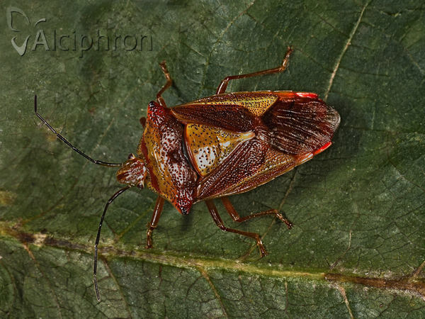 Acanthosoma haemorrhoidale