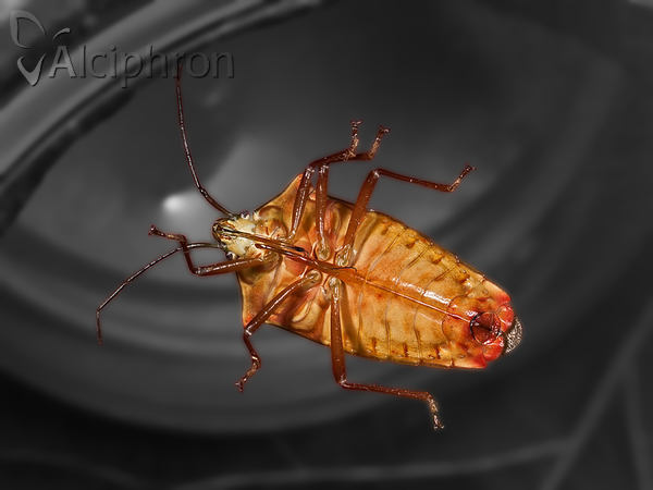 Acanthosoma haemorrhoidale