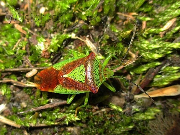 Acanthosoma haemorrhoidale