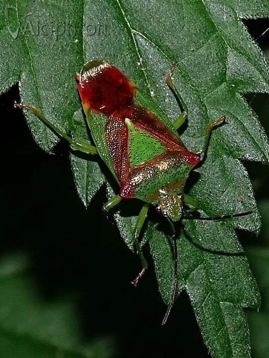 Acanthosoma haemorrhoidale