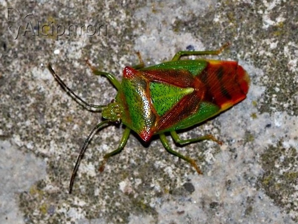 Acanthosoma haemorrhoidale