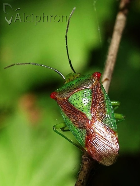 Acanthosoma haemorrhoidale