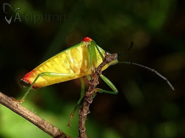 Acanthosoma haemorrhoidale