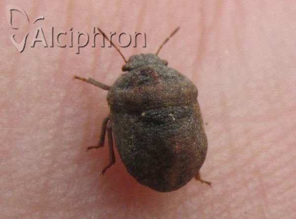 Psacasta neglecta