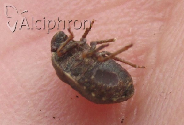 Psacasta neglecta