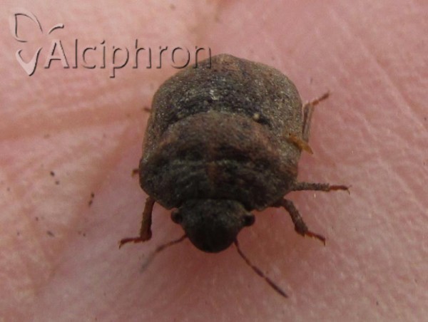 Psacasta neglecta