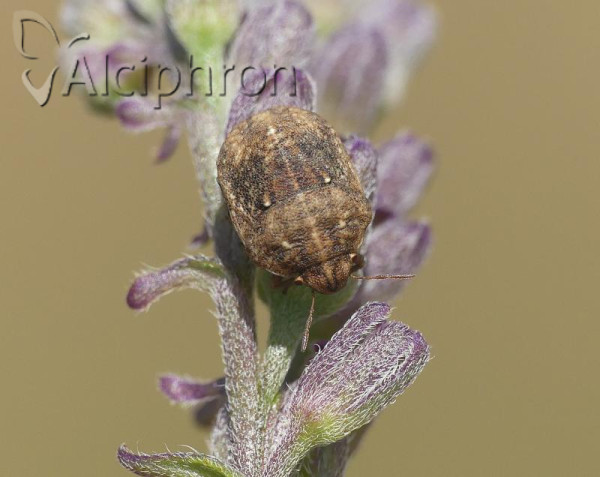 Psacasta neglecta