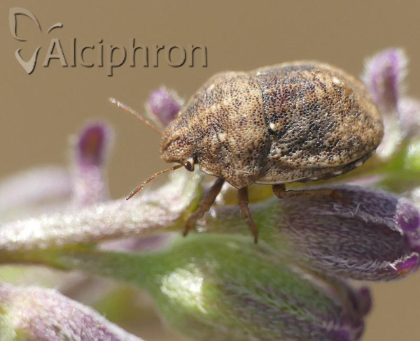 Psacasta neglecta
