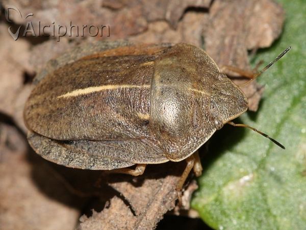 Eurygaster austriaca