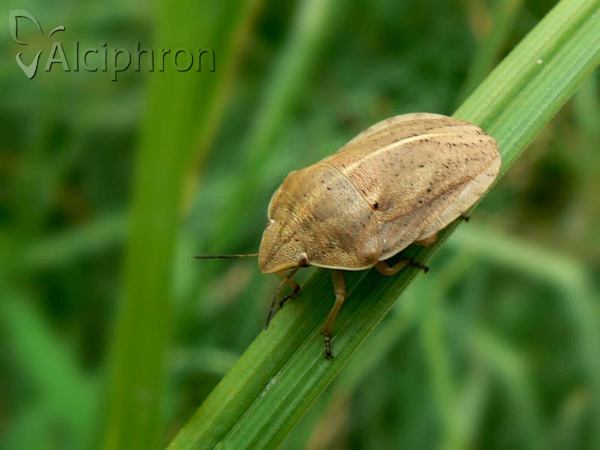 Eurygaster austriaca