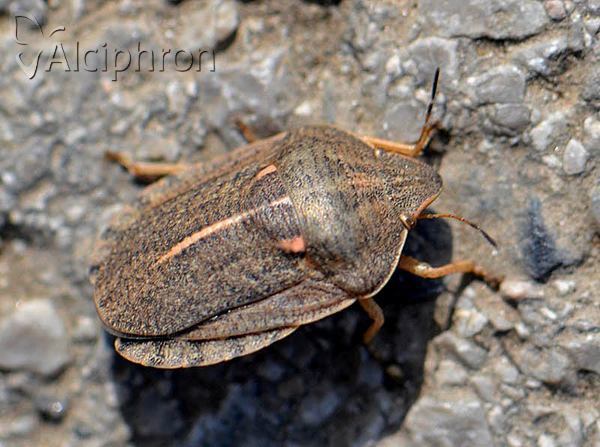 Eurygaster austriaca