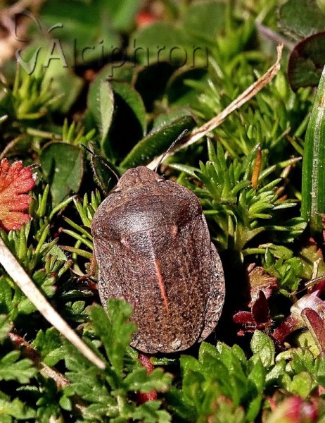 Eurygaster austriaca