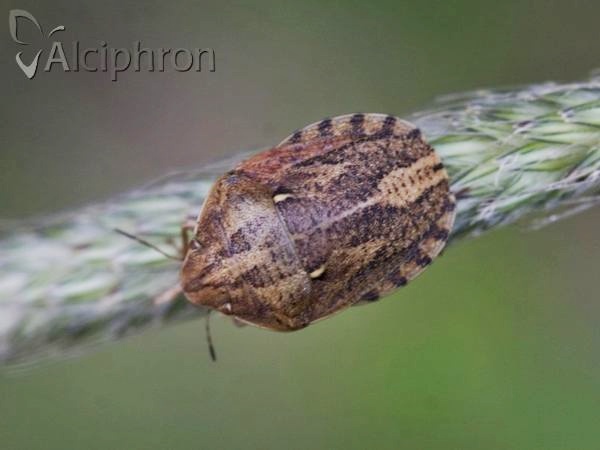 Eurygaster integriceps