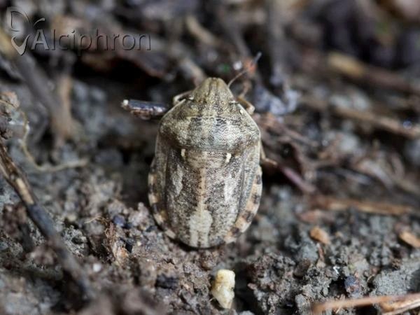 Eurygaster integriceps