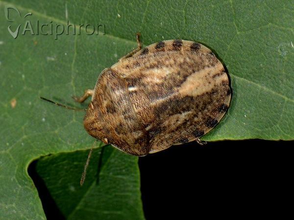 Eurygaster integriceps
