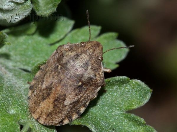 Eurygaster maura