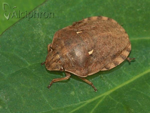 Eurygaster maura