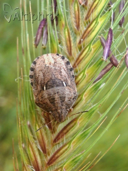 Eurygaster maura