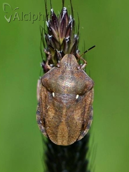 Eurygaster maura