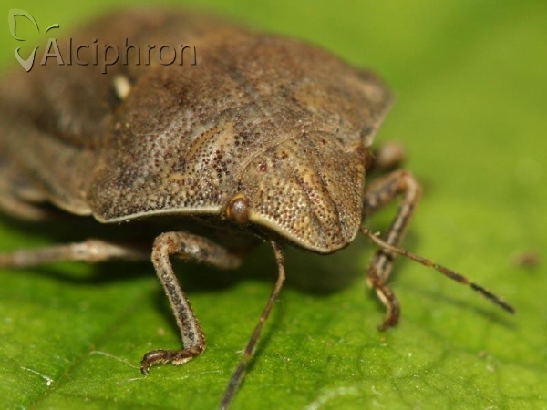 Eurygaster maura