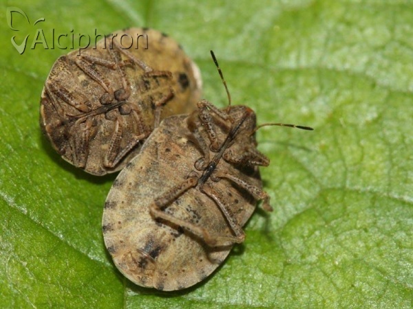 Eurygaster maura