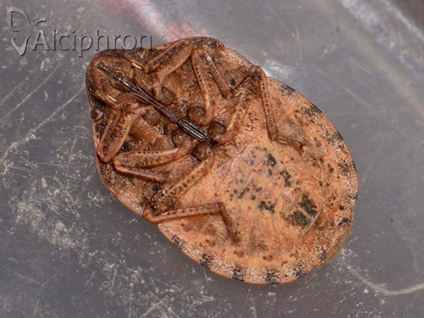 Eurygaster maura
