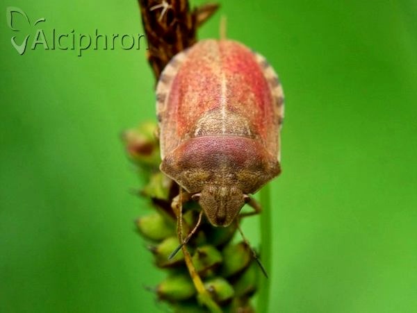 Eurygaster testudinaria