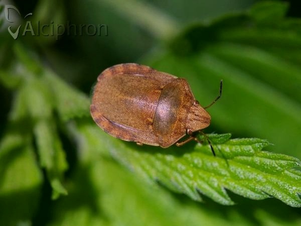 Eurygaster testudinaria