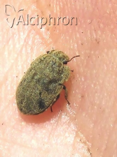 Odontoscelis hispidula